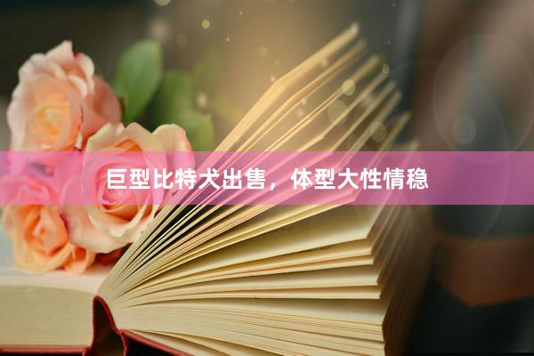 巨型比特犬出售,体型大性情稳